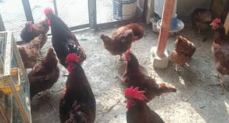 5 to 6 month egg lying