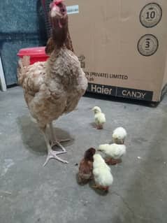 Aseel hen ,5 chicks <0328,9422586>