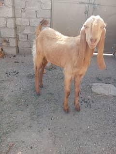 bakra agar kise KO chaiye to WhatsApp par tix Karo 03116408053