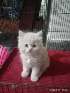 kittens