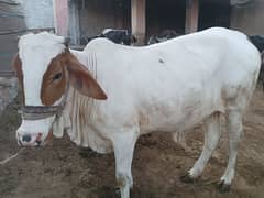 Pandi Female Heifer