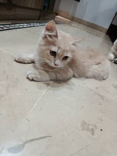 Pure Persian 4 months old