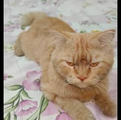 purcian double coted male