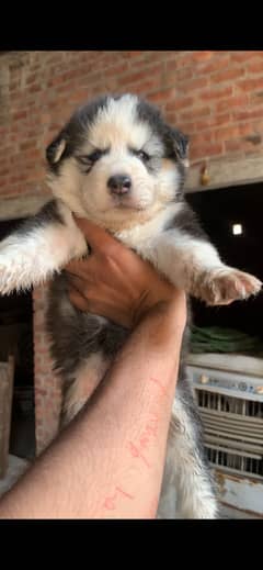 Siberian husky