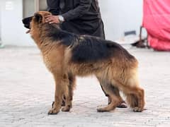 pedigree German shepherd