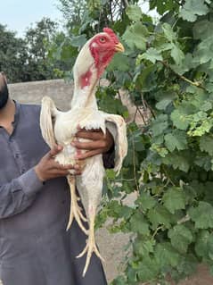 White O Shamo Chicks | Shamo Chicks | Shamo | King Shamo | Shamo aseel