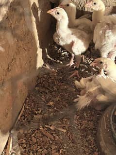 White O Shamo Chicks | Shamo Chicks | Shamo | King Shamo | Shamo aseel