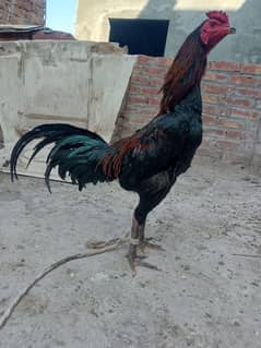 Burmi pakoye for sale hard hiiter urgent need money
