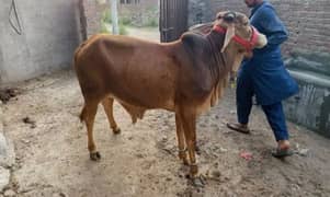 Bell for sale urgent contact number 03267483108