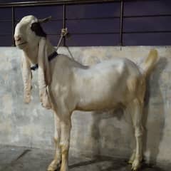 Gulabi Bakare For Qurbani 2025