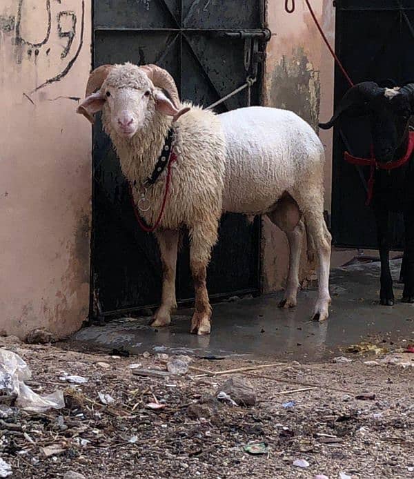 Classy And exotic Marino long tail sheep age over 6 months 0