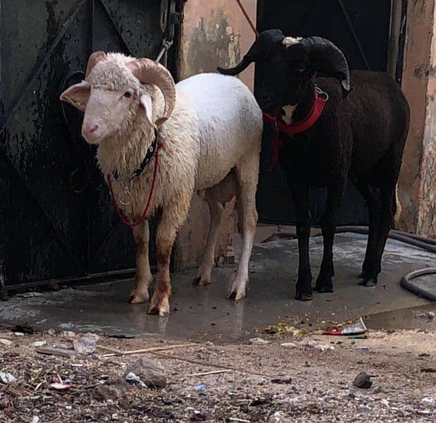 Classy And exotic Marino long tail sheep age over 6 months 1