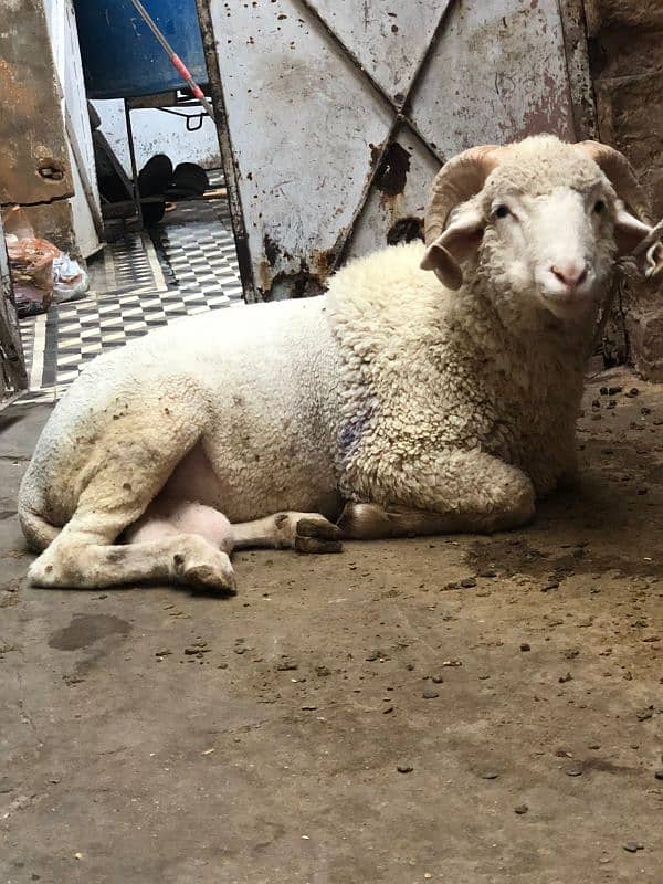 Classy And exotic Marino long tail sheep age over 6 months 2
