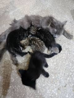 cat for sale