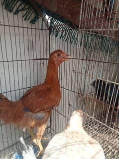 Dasi Hen male