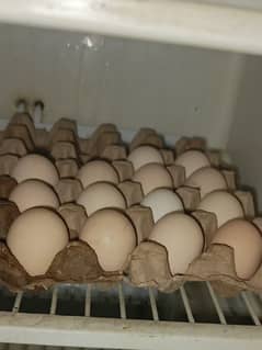 aseel chicks in eggs avilebal hai whtsapp 0333/8881/481