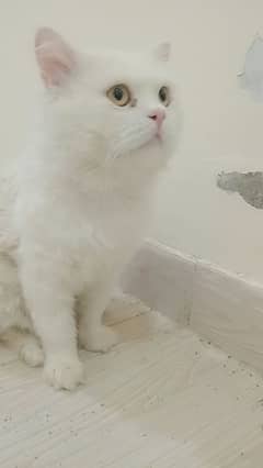 beautiful male cat Persian