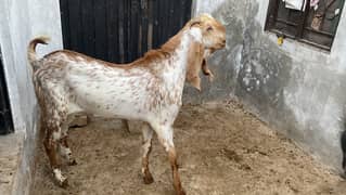Znda Bakra per KG 1600 Dumba per kg 1400 availablein Multan