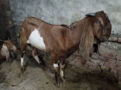 2 dand Desi bakry ha pure khasi