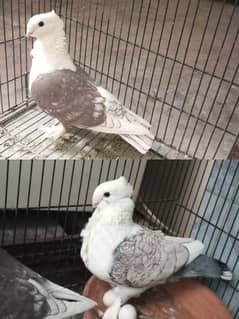 pigeon