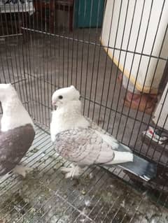 pigeon
