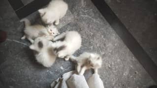 Triple
