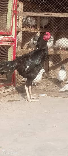 is colour blak