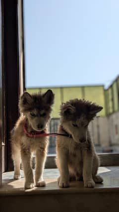 Siberian husky pair