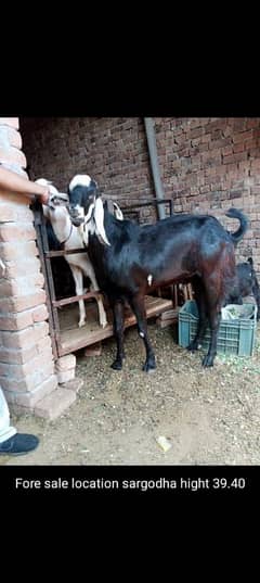 bakara Eid ka Thofa acha discount