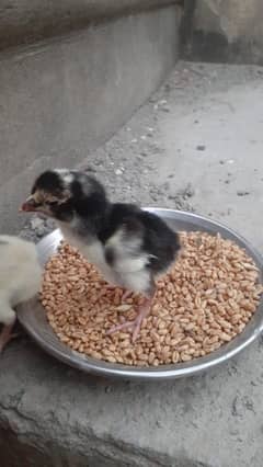 high quality chicks for sale 500 finl per pice parent ki vedio ha