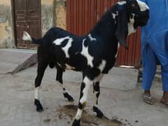 qurbani