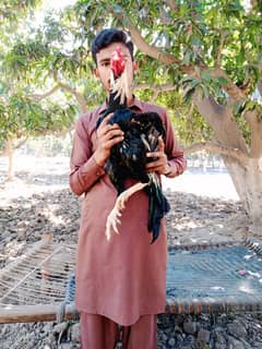 Aseel for Sale