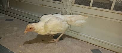 aseel white pair for sale