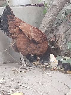 aseel murgi with 6 chicks