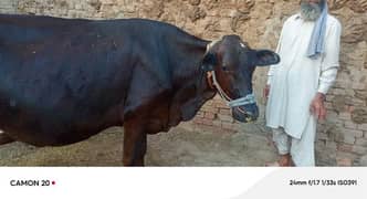 cow for sale