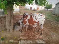 qurbani