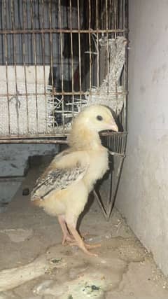 shamo  chiks