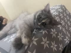 Persian Cat triple coat