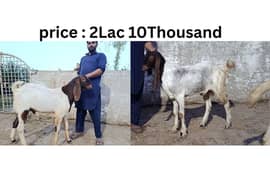 Qurbani