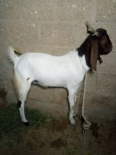 3 Qurbani Bakra for sale