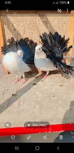 black tail for sale