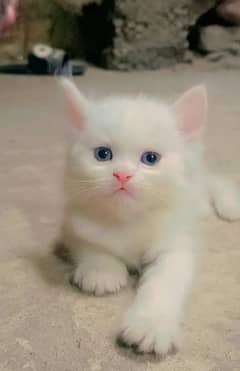 Persian