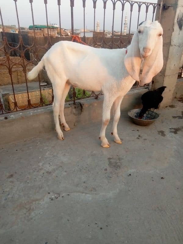 Betal bread with 2 female kids nagra Bakra 4 dant qurbani k Lia sale 8
