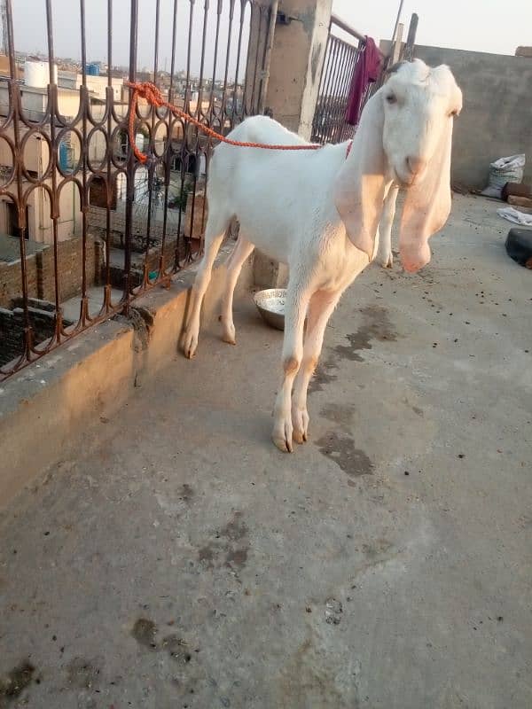 Betal bread with 2 female kids nagra Bakra 4 dant qurbani k Lia sale 9