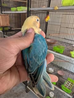 parblue opline split palefalow