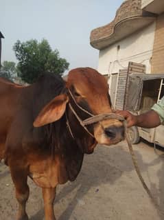 saiwal