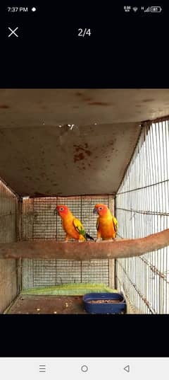 suncnore pair