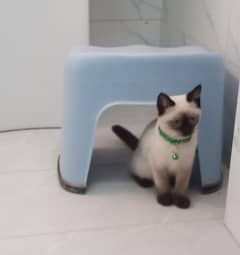Siamese Kitten
