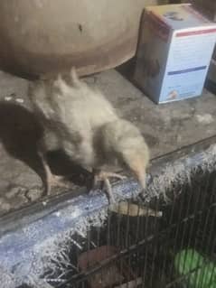 Aseel Chicks Trio Males