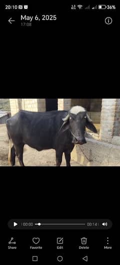 Qurbani